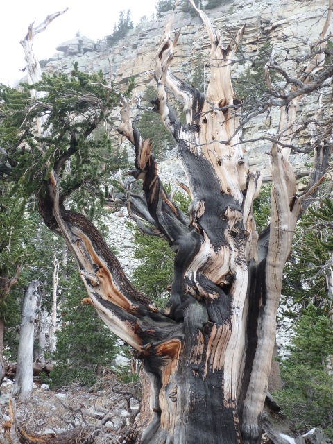Bristlecone pine, about 3,000 years old. Hard to photograph, incredibly cool in person